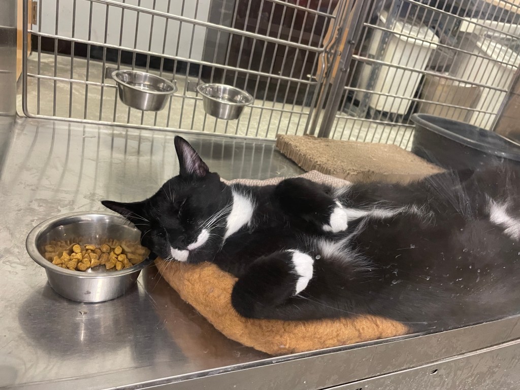 National Adoption Week at PetSmart